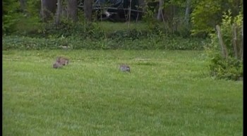 Three Bunnies Playing Outside 