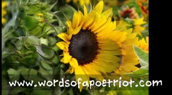 Sunflower - An Original Poem 