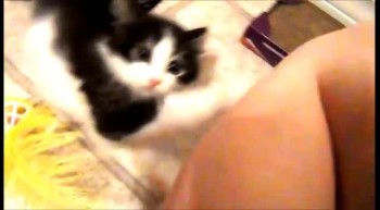 Two Legged Kitten Playing with Toys!  So cute! 