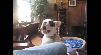 Dog with a Crazy Bark! 