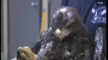 Miraculously a Baby Eagle Survives Wildfire 