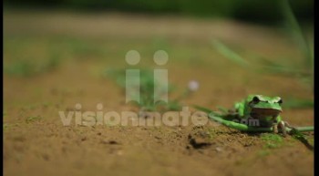 Green frog in focus video footage 