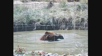 Sequim Washington bear video! 