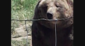 Sequim Washington bear video 