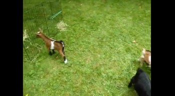 This will make you smile! Dwarf Goat Plays Adorably 