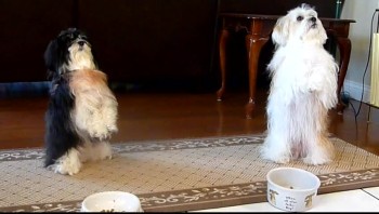 Two Dogs Pray Before Meal - Adorable! 