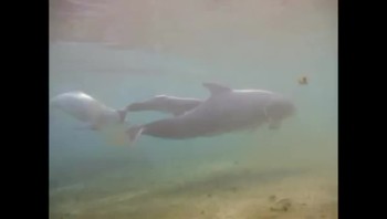 The Miracle of Life Caught on Camera! Incredible Dolphin Birth 