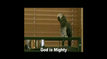 Parrot Saying Praises to God 
