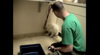 Dog Rescued an Hour Before Euthanasia - MUST SEE REACTION 
