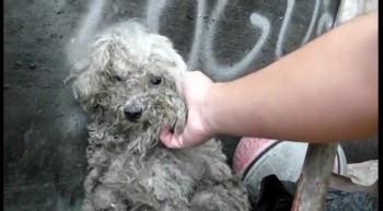 Blind Dog Living in a Trash Pile Gets the Most Beautiful Rescue - The End is Amazing 