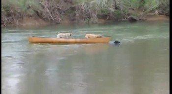 Dog Rescues Two Friends in a Canoe! 