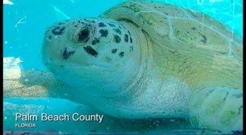 'Miracle turtle' returns to the sea 