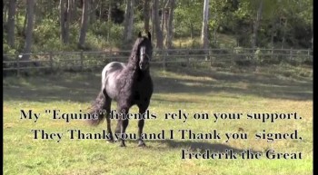 Friesian Stallion paints picture to help Equine friends.. 