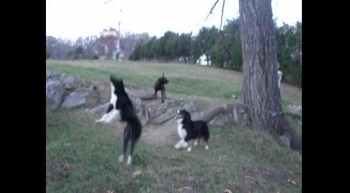 Tree Swing Dogs 