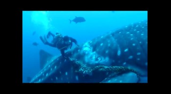 Whale Shark Rescued!!! 
