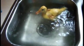 Baby Duck Swims in Sink! 