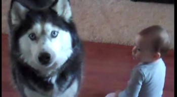 Adorable Baby and Husky Sing Together - SO CUTE! 