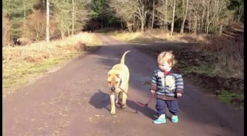 Loyal Dog Waits for Toddler to Play in Puddle - Adorable Best Friends! 