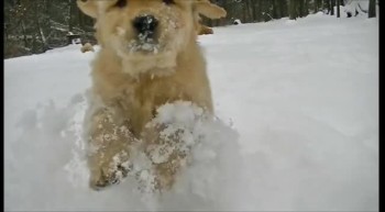 Puppies Playing in the Snow - What Could Be Cuter? 