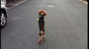 Dog Amazingly Walks on 2 Legs 