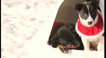 Absolutely Adorable Rescue Puppies Play in the Snow 