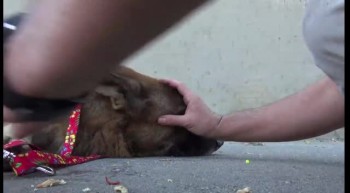 Homeless and Frightened Dog Rescued From Los Angeles River - Amazing!  