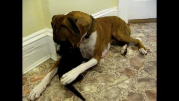 Boxer and Kitten Meet For The First Time - Instant Pals! 