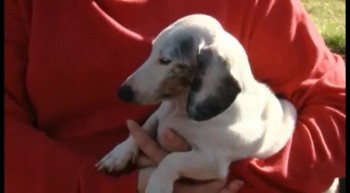 Blind, Deaf, 3-Legged Dog Saves Family From House Fire - a Hero! 