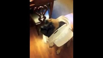 Guilty Dog Got Caught Digging in the Trash - Adorable Reaction! 