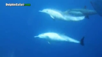 1,000 Dolphin Stampede Caught on Tape! God's Amazing Creation! 
