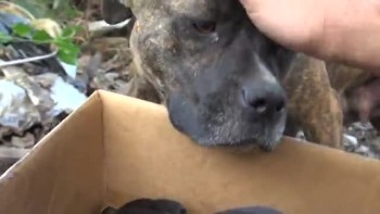 Incredible Dog Rescue: How an iPhone saved the lives of 5 Puppies! (please share). 