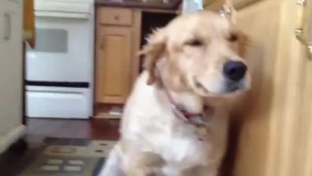 Which Dog Got Into the Trash? Adorable Guilty Reaction! 