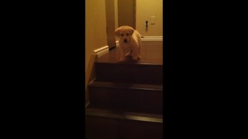 Big Brother Dog Teaches Puppy to Go Downstairs - So Cute! 
