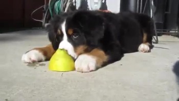 Adorable Puppy Plays With Lemon! 