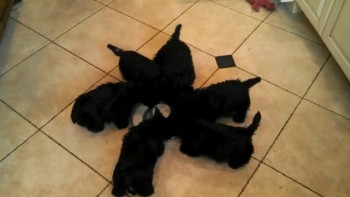 Scottie Puppies Do the CUTEST Thing During Feeding Time 