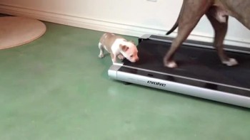 Little Puppy's Determination to Get on Treadmill is Inspring! 