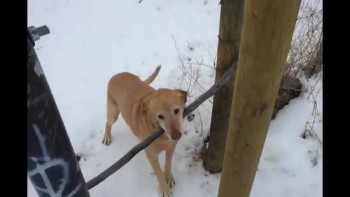 Just a Cute Video of a Dog and His Stick :) 