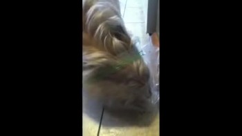 Cute Dog tries to Get Food inside a Bag