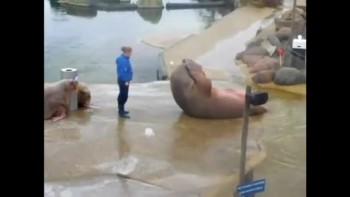 A Walrus Does Perfect Sit-Ups! 