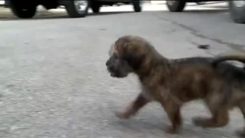 Dying Puppy Thrown in the Trash Gets Rescued 