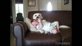 The BEST Compilation of Babies Laughing at Dogs on the Internet! 