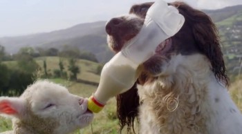 Adorable Dog Bottle Feeds Orphan Sheep 