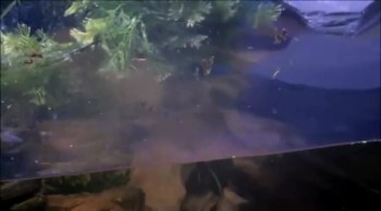 #536 A Fishy Story!