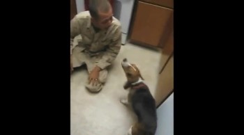 Beagle Goes Crazy When Soldier Comes Home! 