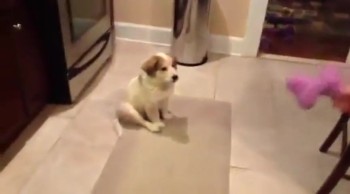 Puppy Plays Catch For The First Time and Does the CUTEST THING! 