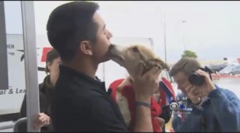 Soldier Reunites With the Puppy He Saved From the Streets of Afghanistan 