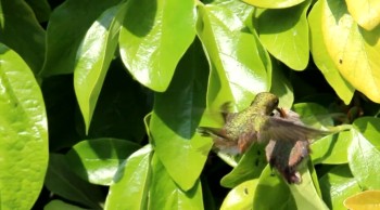 Parenting Lessons from a  Hummingbird