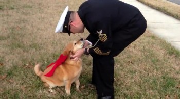 Dog Dying of Cancer Hangs on to See Soldier Dad Come Home From Deployment 
