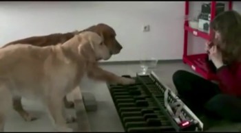 Dogs Play Piano Pitch Perfectly - INCREDIBLE 