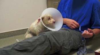 Healing A Shelter Dog's Broken Back Wounded Spirit